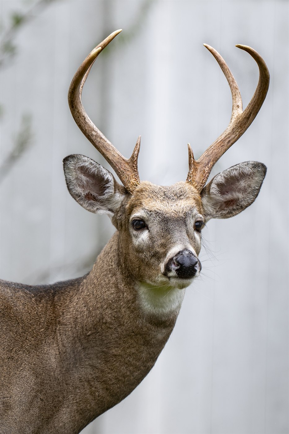 Wildlife photography gallery